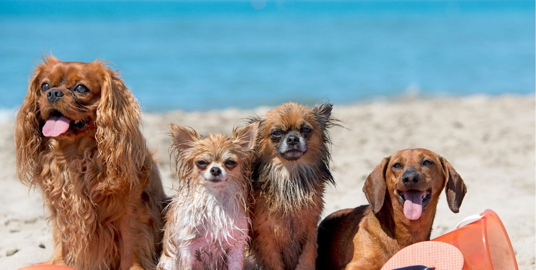 Four dogs sitting on a sandy beach by the sea in Cornwall, enjoying a dog-friendly coastal day out.
