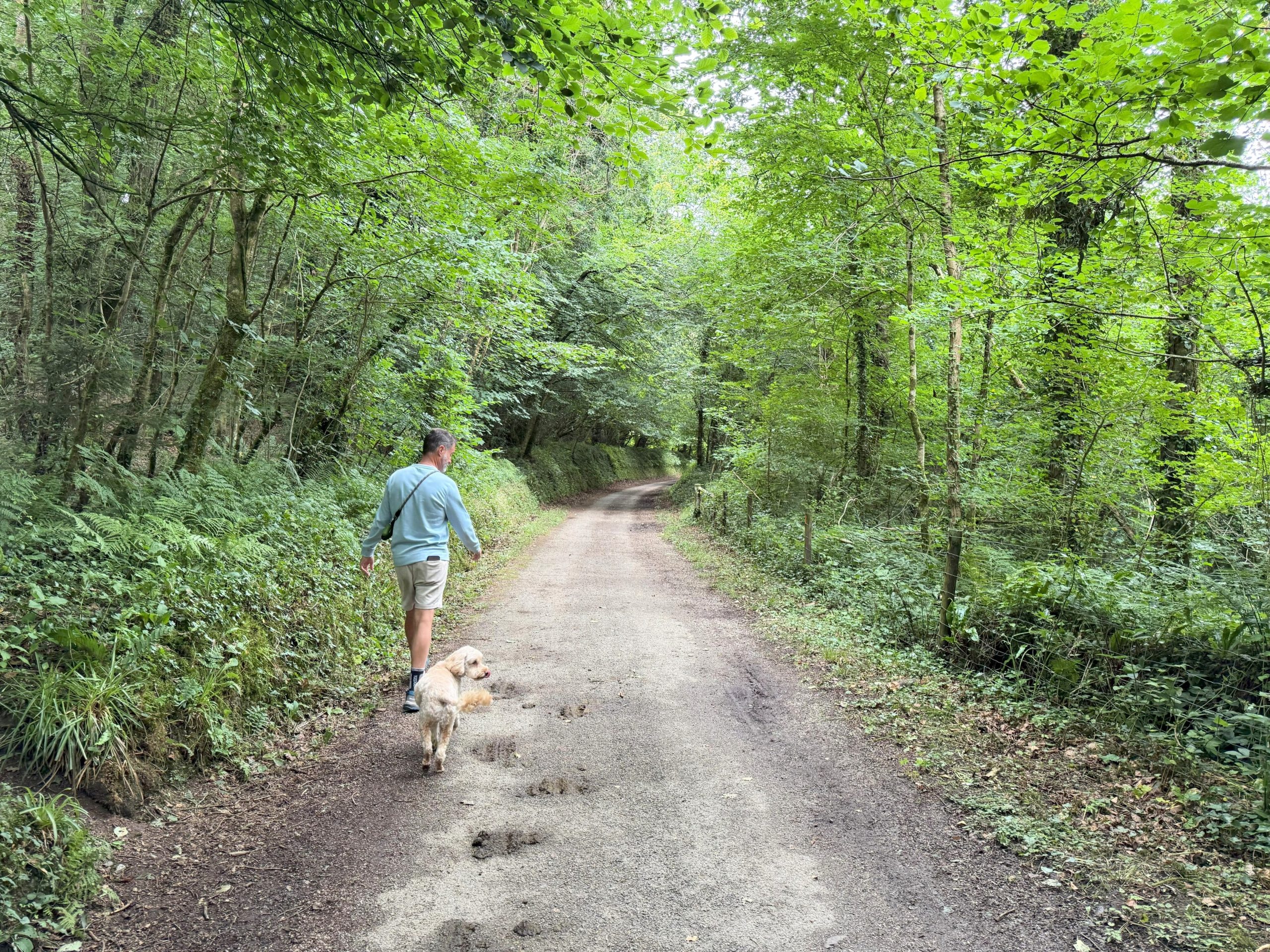 Walking the Camel Trail through woodland with a dog near Wadebridge, North Cornwall