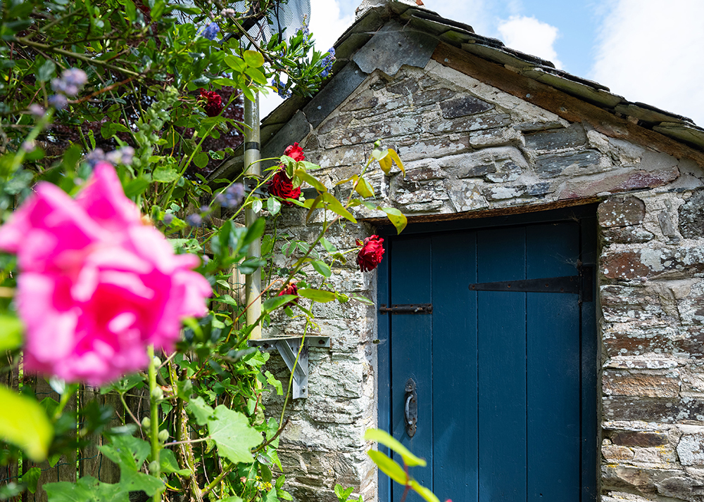 Stone garden shed with blue wooden door and climbing roses at The Forge holiday cottage in Bodmin, North Cornwall