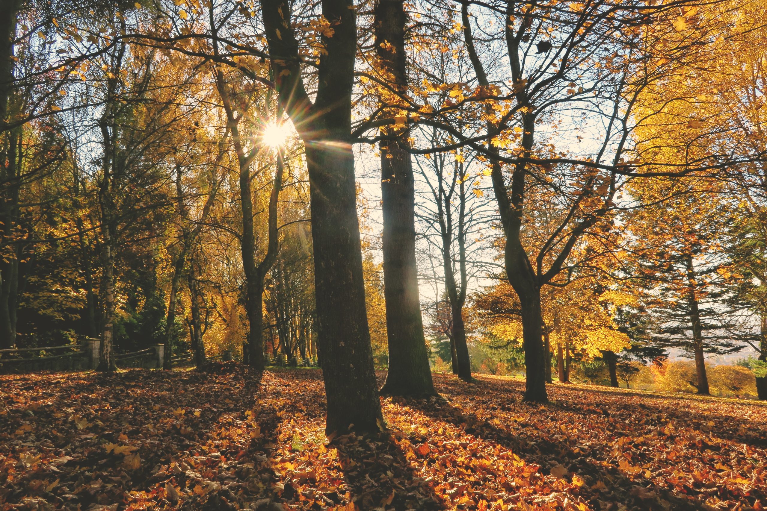 Autumn woodland with golden leaves on a sunny October day in North Cornwall