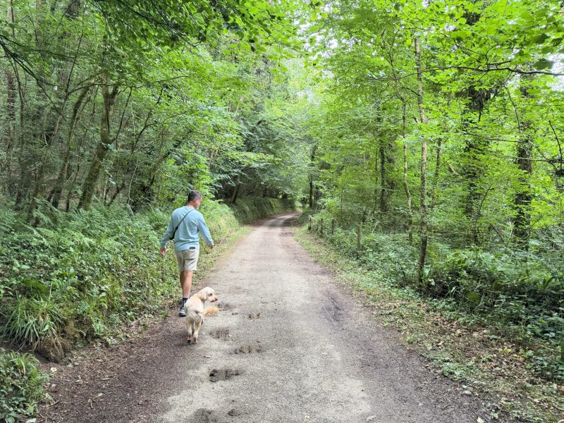 Walking the Camel Trail through woodland with a dog near Wadebridge, North Cornwall