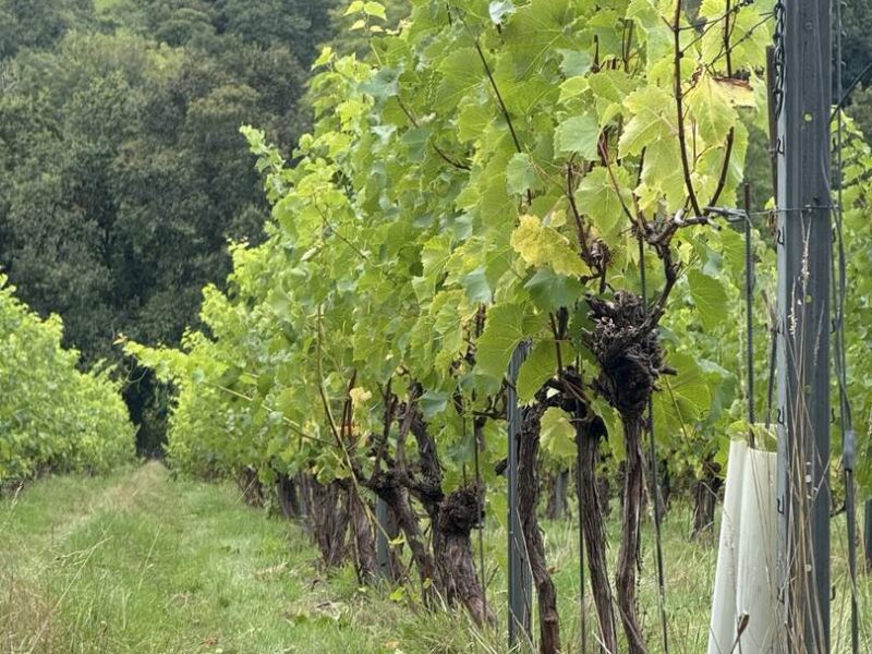 camel-valley-vineyard-optimised